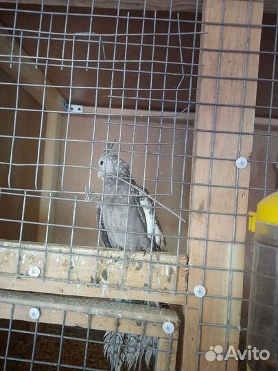 Попугаи кореллы, птенцы