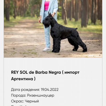 Ризеншнауцер, щенок