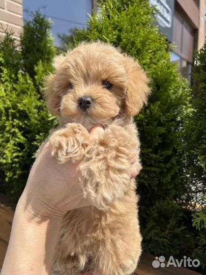 Щенки мальтипу f1 мини