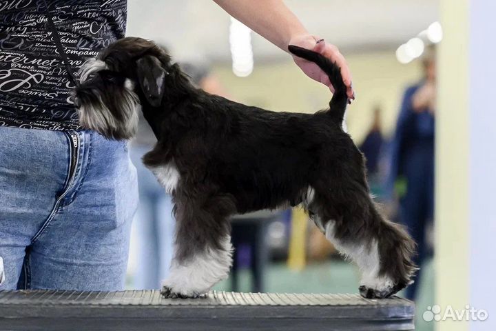 Цвергшнауцер