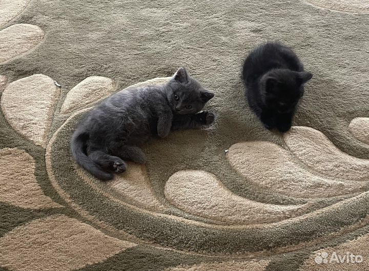 Британские котята