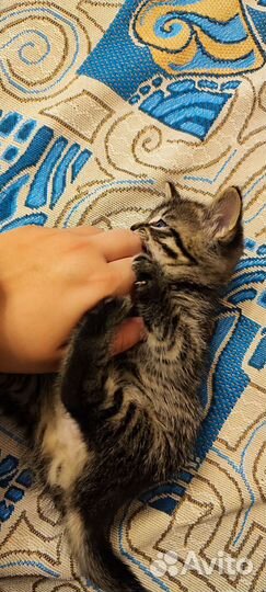 Котенок в добрые руки