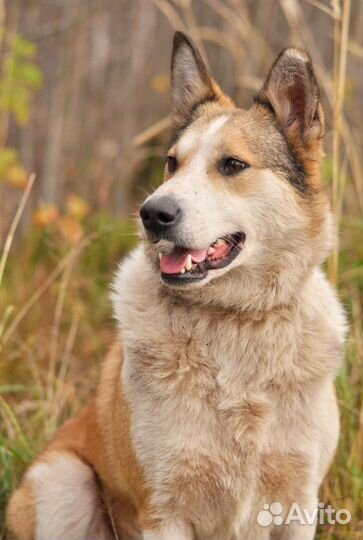 Собака в добрые руки