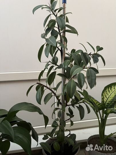 Комнатные цветы