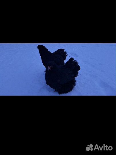 Брама,кохинхин,мехеленская кукушка