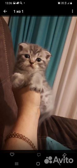 Шотландский кот вязка