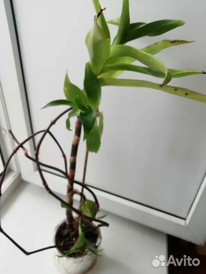 Золотой ус - лекарственное растение