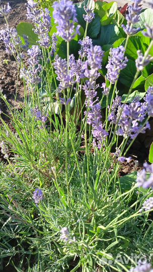 Лаванда саженцы