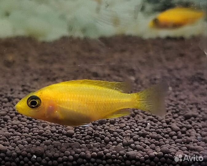 Аквариумные рыбки Тверь-Торжок-Кувшиново-Осташков