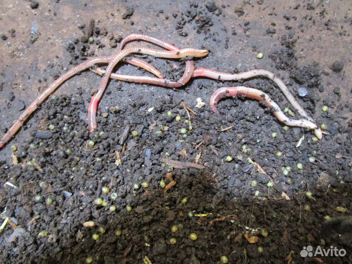 Черви дедробена для рыбалки