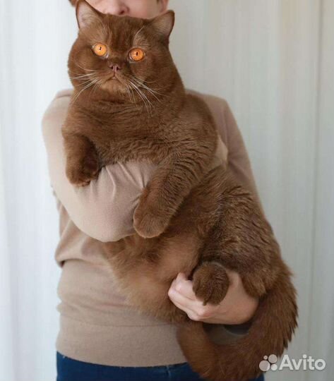 Британский шоколадный котенок