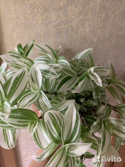 Традесканции