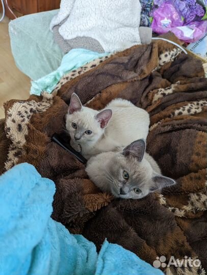 Котята метисы