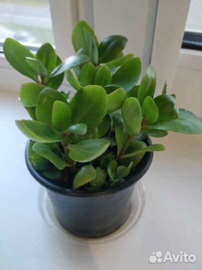 Каланхоэ микс