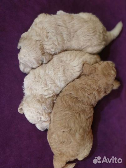Карликовый пудель девочки