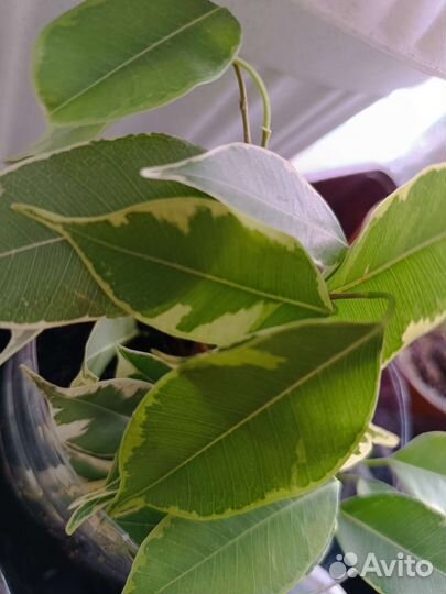 Фикус бенджамина пестролистный