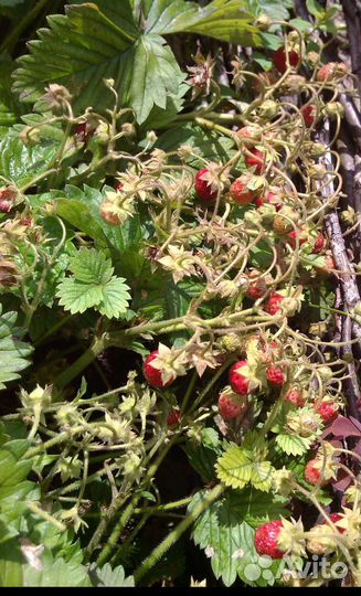 Саженцы земляники