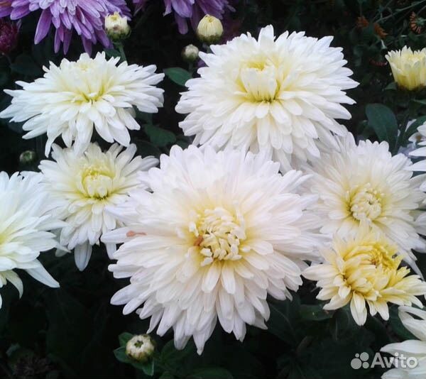 Хризантема корейская, мультифлора (оптом)