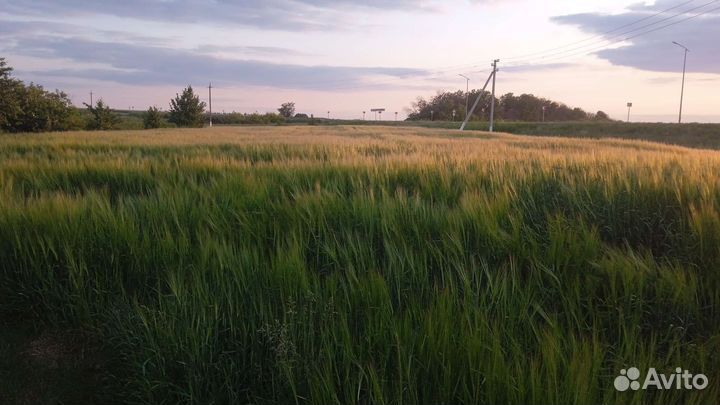 Зерно пшеница ячмень 2023г