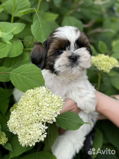 Щенки ши-тцу