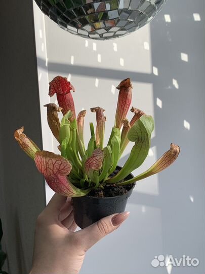 Саррацения хищное растение