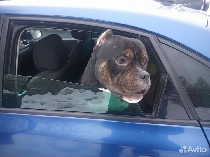 Американский булли