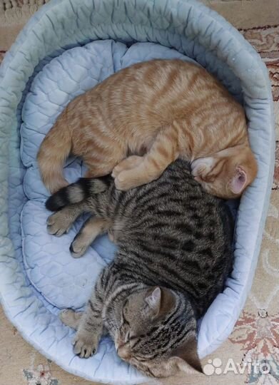 Особенные котята в заботливые руки