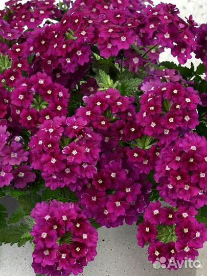 Вербена еврочеренок вегетативная СПб