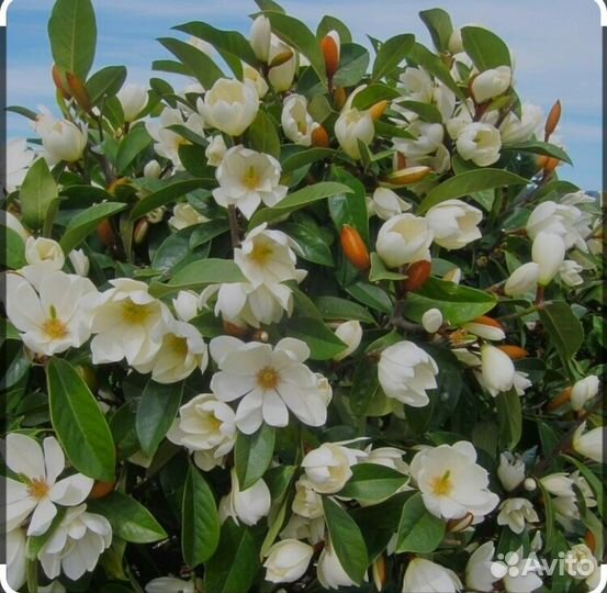 Магнолии вечнозеленые(новые сорта)