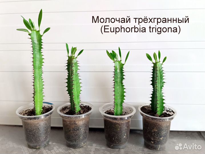 Молочай беложильчатый