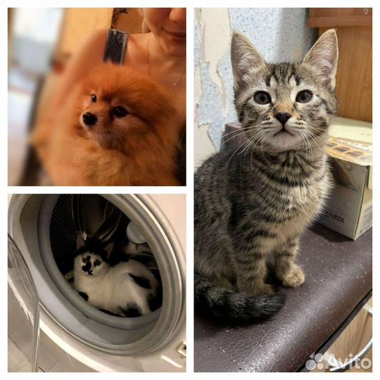 Передержка домашних животных