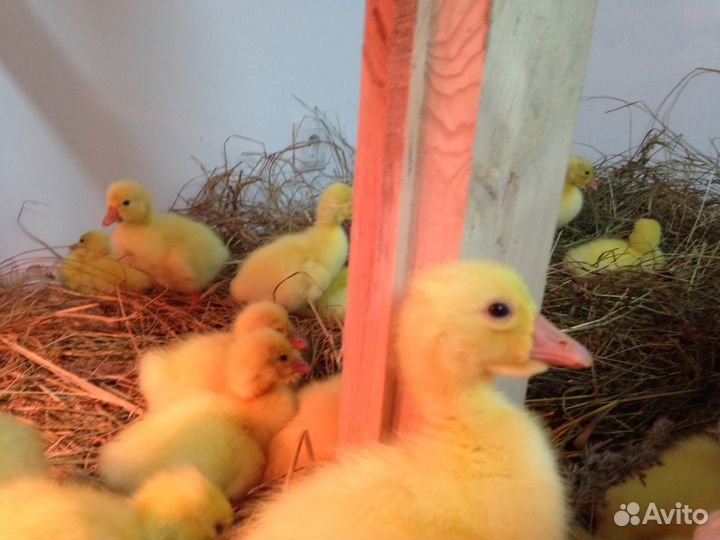 Гусята суточные и старше 2024 опт/розница