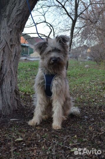 Собака из приюта ищет дом