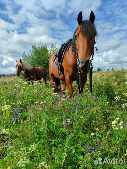 Лошадь в аренду