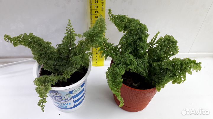 Нефролепис Marisa и Нефролепис Fluffy Ruffle