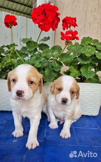 Бретонский Эпаньоль