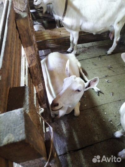 Козы и козел