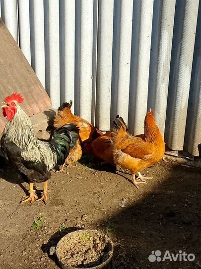 Куры несушки
