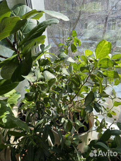 Диверсифолия вариегатный 7 ростков комплект