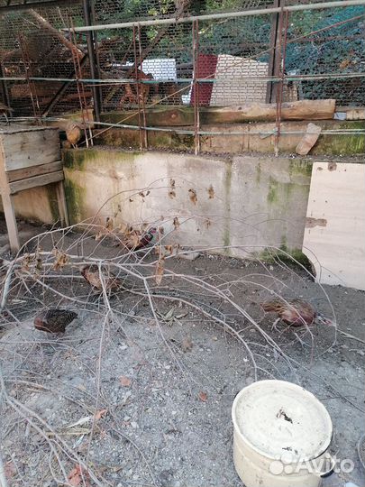 Фазан охотничий