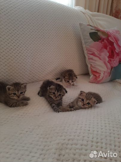 Котятки в добрые руки