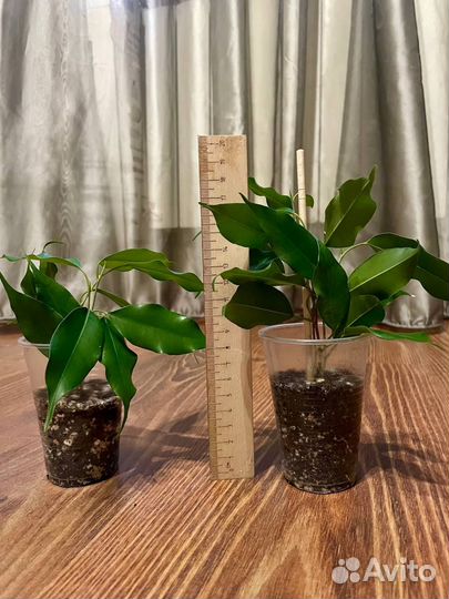 Фикусы, сансеверия