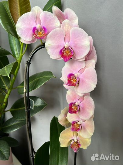 Подарок Орхидея каскад Perfect Peach