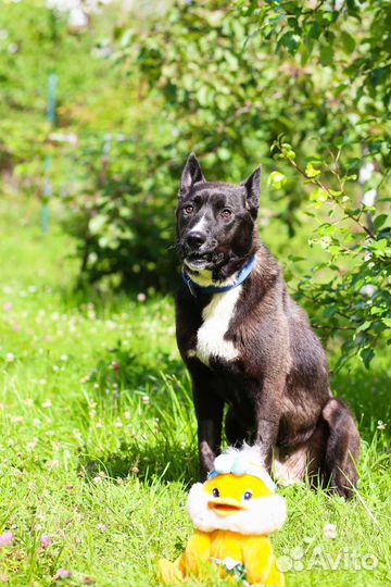 Собака в добрые руки