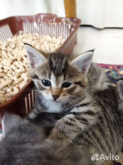 Котята в добрые руки бесплатно