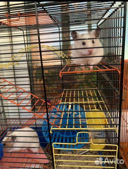 Сирийский хомяк