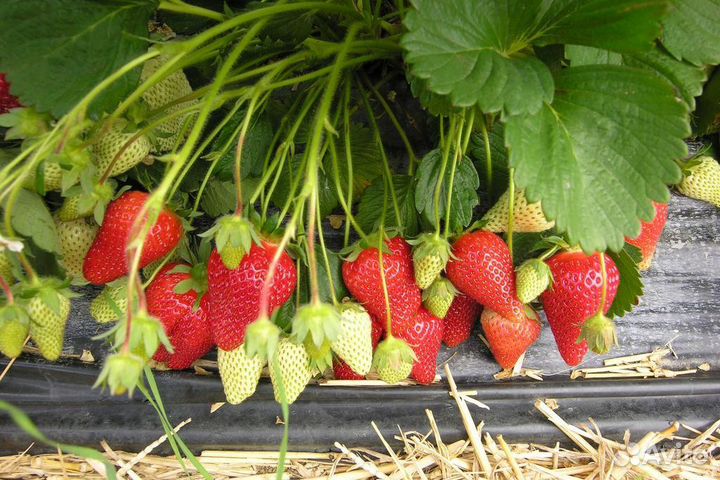 Рассада клубники Роксана