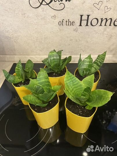 Цветы комнатные, разные