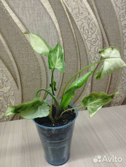 Сингониумы сортовые