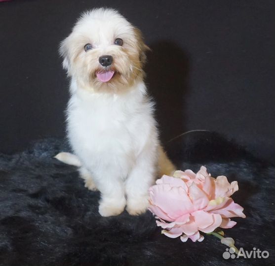 Цветной йорк мальчик блюберри взрослый